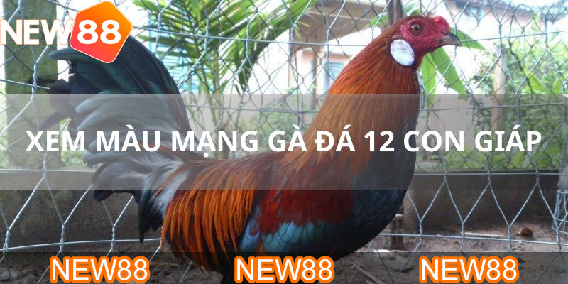 xem màu mạng đá gà 12 con giáp